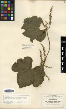 Type specimen at Edinburgh (E). Pringle, Cyrus: 7341. Barcode: E00016918.