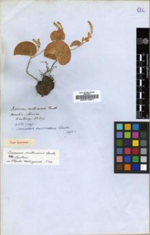 Type specimen at Edinburgh (E). Hartweg, Karl: 393. Barcode: E00016921.