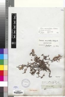 Type specimen at Edinburgh (E). Drège, Jean: 2965. Barcode: E00016937.
