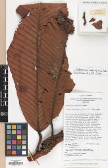 Type specimen at Edinburgh (E). Wong, K.: 2342. Barcode: E00017263.