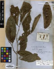 Type specimen at Edinburgh (E). Wallich, Nathaniel: 4405. Barcode: E00017348.