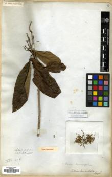 Type specimen at Edinburgh (E). Wallich, Nathaniel: 4405. Barcode: E00017349.