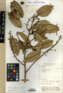 Type specimen at Edinburgh (E). Soepadmo, Engkik: 45. Barcode: E00017439.
