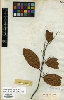 Type specimen at Edinburgh (E). Wight, Robert: 360. Barcode: E00017505.