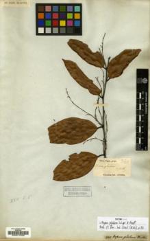 Type specimen at Edinburgh (E). Wight, Robert: 360. Barcode: E00017506.