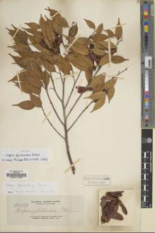 Type specimen at Edinburgh (E). Elmer, Adolph: 12289. Barcode: E00017608.