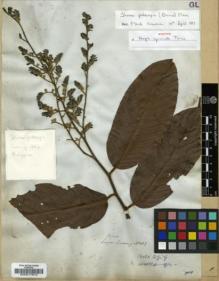 Type specimen at Edinburgh (E). Cuming, Hugh: 883. Barcode: E00017613.