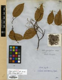 Type specimen at Edinburgh (E). Wallich, Nathaniel: 960. Barcode: E00017661.