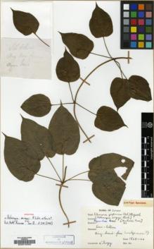 Type specimen at Edinburgh (E). d'Argy, Charles: . Barcode: E00018362.
