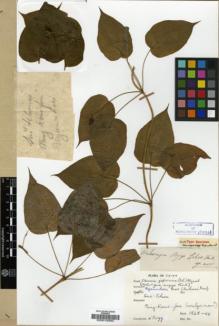 Type specimen at Edinburgh (E). d'Argy, Charles: . Barcode: E00018363.