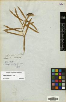 Type specimen at Edinburgh (E). Cuming, Hugh: 914. Barcode: E00018635.