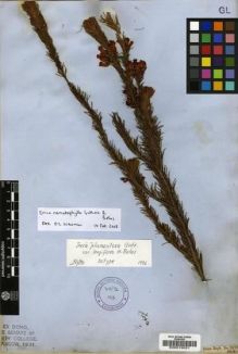 Type specimen at Edinburgh (E). Zeyher, Carl: 3171. Barcode: E00019021.