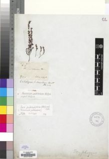 Type specimen at Edinburgh (E). Ecklon, Christian; Zeyher, Carl: S.N.. Barcode: E00019096.