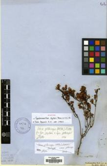 Type specimen at Edinburgh (E). Zeyher, Carl: 3315. Barcode: E00019146.