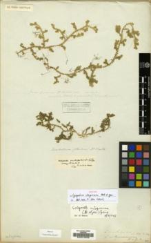 Type specimen at Edinburgh (E). Wight, Robert: . Barcode: E00019938.