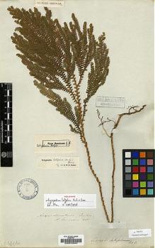 Type specimen at Edinburgh (E). Emerson: . Barcode: E00019944.