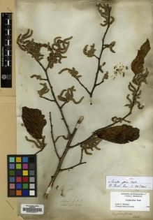 Type specimen at Edinburgh (E). Wallich, Nathaniel: 2797. Barcode: E00020277.