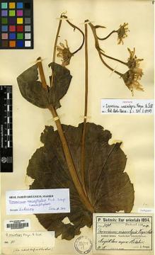 Type specimen at Edinburgh (E). Sintenis, Paul: 7173. Barcode: E00020801.