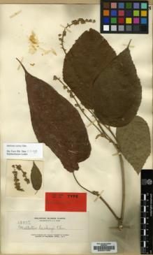 Type specimen at Edinburgh (E). Elmer, Adolph: 13017. Barcode: E00021095.