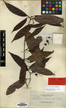 Type specimen at Edinburgh (E). Elmer, Adolph: 12253. Barcode: E00021130.