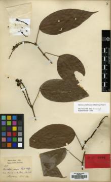 Type specimen at Edinburgh (E). Hose, Charles: 281. Barcode: E00021133.