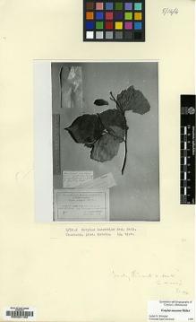 Type specimen at Edinburgh (E). Kemularia-Nathadze, L.M.: . Barcode: E00021163.