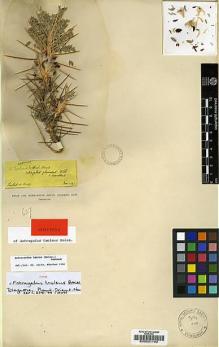 Type specimen at Edinburgh (E). Boissier, Pierre: . Barcode: E00021192.