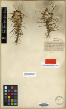 Type specimen at Edinburgh (E). Pichler, Thomas: . Barcode: E00021216.