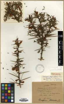 Type specimen at Edinburgh (E). Maire, Edouard-Ernest: . Barcode: E00021606.