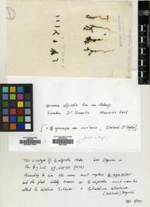 Type specimen at Edinburgh (E). Swartz, Olof: . Barcode: E00021894.