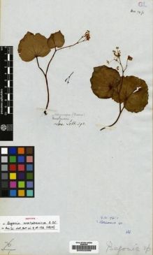 Type specimen at Edinburgh (E). Lobb, William: 393. Barcode: E00022099.