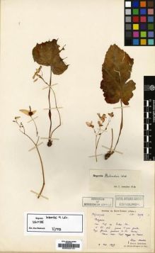 Type specimen at Edinburgh (E). Martin, Léon; Bodinier, Emile: 1952. Barcode: E00022131.