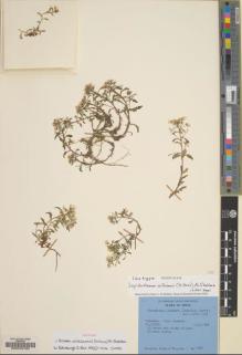Type specimen at Edinburgh (E). Stainton, John; Sykes, William; Williams, Leonard: 1092. Barcode: E00022160.