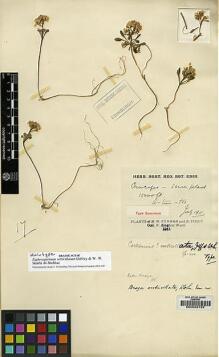 Type specimen at Edinburgh (E). Kingdon-Ward, Francis: 17. Barcode: E00022722.