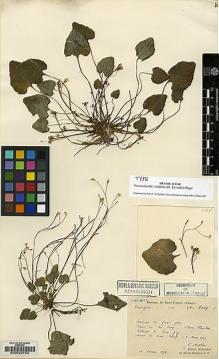 Type specimen at Edinburgh (E). Martin, Léon; Bodinier, Emile: 2069. Barcode: E00022752.