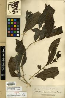 Type specimen at Edinburgh (E). Elmer, Adolph: 13971. Barcode: E00023460.