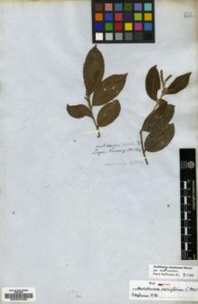 Type specimen at Edinburgh (E). Cuming, Hugh: 1316. Barcode: E00023462.