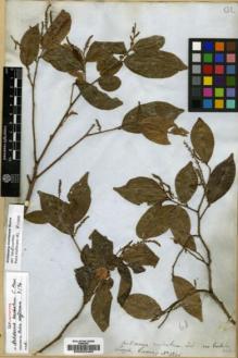 Type specimen at Edinburgh (E). Cuming, Hugh: 1246. Barcode: E00023463.