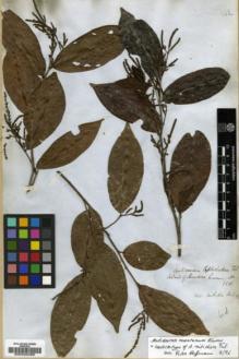 Type specimen at Edinburgh (E). Cuming, Hugh: 1511. Barcode: E00023469.