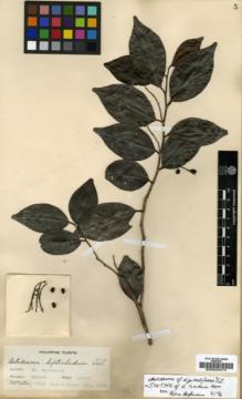 Type specimen at Edinburgh (E). Elmer, Adolph: 7005. Barcode: E00023474.