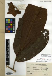 Type specimen at Edinburgh (E). Winkler, Hans: 1149. Barcode: E00023479.