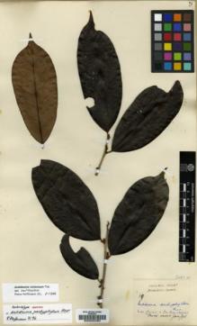 Type specimen at Edinburgh (E). Hose, Charles: 69. Barcode: E00023480.