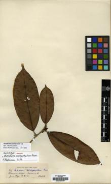 Type specimen at Edinburgh (E). Hose, Charles: 69. Barcode: E00023481.