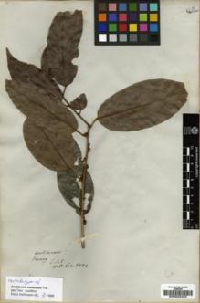 Type specimen at Edinburgh (E). Wallich, Nathaniel: 8584. Barcode: E00023483.