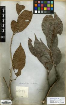Type specimen at Edinburgh (E). Wallich, Nathaniel: 8584. Barcode: E00023484.