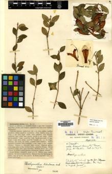Type specimen at Edinburgh (E). Forrest, George: 9111. Barcode: E00023688.