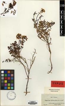 Type specimen at Edinburgh (E). Boissier, Pierre: 64A. Barcode: E00023983.