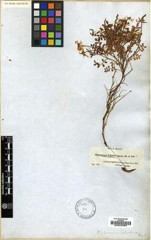 Type specimen at Edinburgh (E). Boissier, Pierre: 64B. Barcode: E00023984.