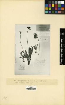 Type specimen at Edinburgh (E). Adams, Johannes Michael Friedrich: . Barcode: E00024002.