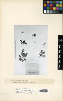 Type specimen at Edinburgh (E). Ruprecht, Franz: . Barcode: E00024006.